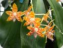 Phal. amboinensis Yellow